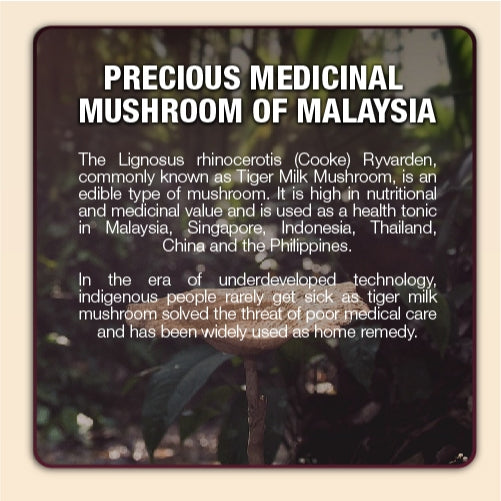 [NHF] - DR NORMAN TIGER  MILK MUSHROOM with ELDERBERRY for lung health
