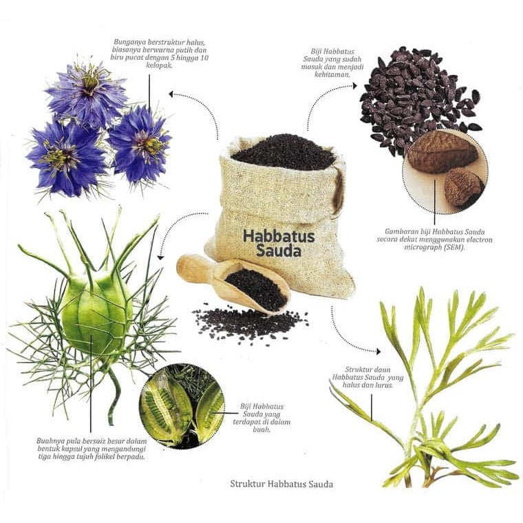 [CONATURE] HABBATUS SAUDA + TOCOTRIENOLS